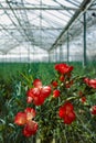 ÃÂ¡ultivation of Dianthus caryophyllus, theÃÂ carnation flowering